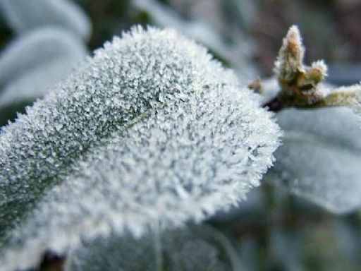 Frost advisory issued for parts of the coldest countryside of CNY