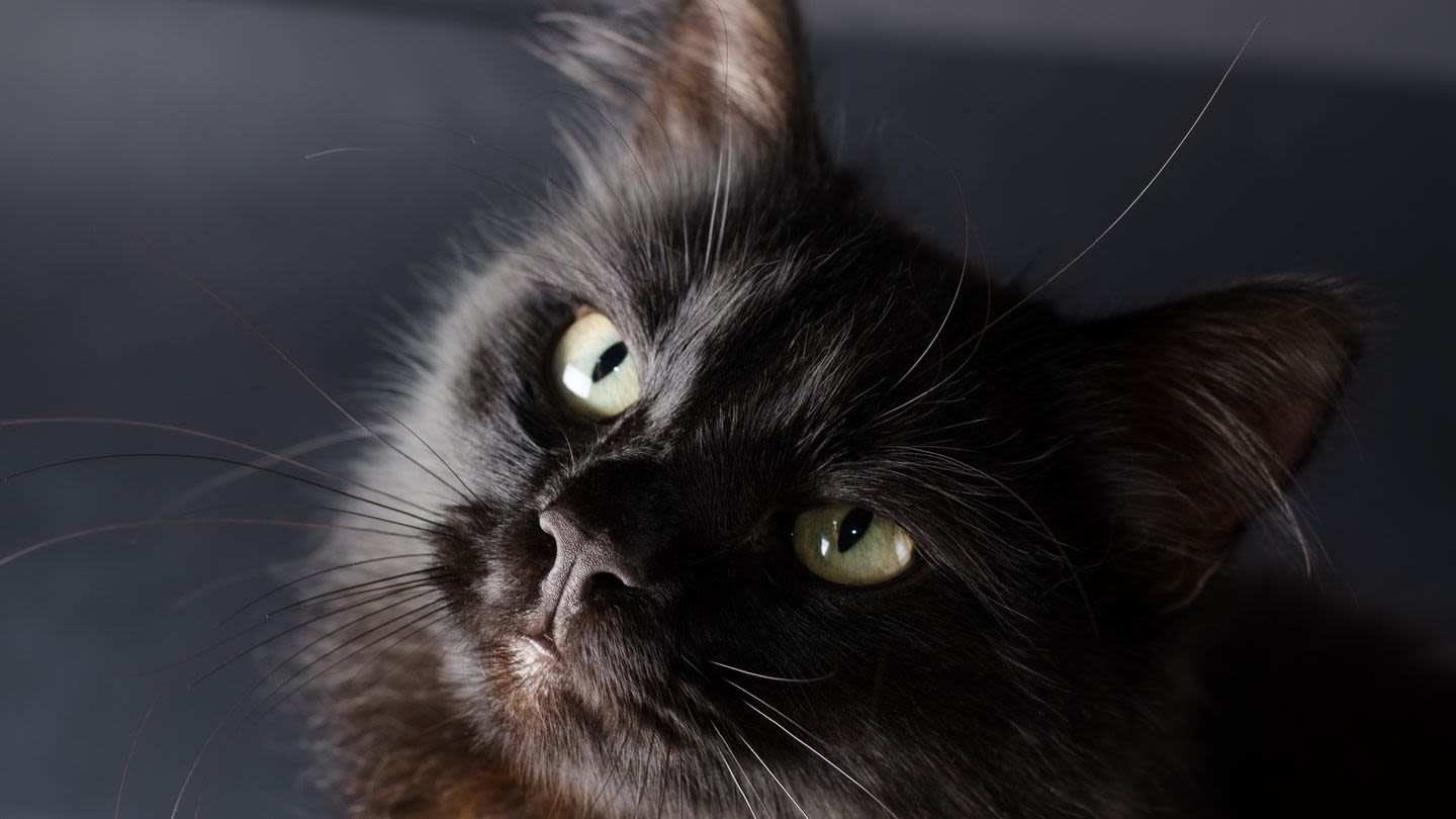 Purr-fect Black Cat Names for Your New Feline Friend