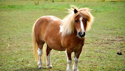 Mini Horse ‘Teases Her Bangs’ and She’s Giving ‘80s Vibes