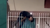 VIDEO: Ladrón intenta robar casa en México y queda atrapado en los filos de una reja de seguridad