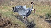 ‘Vulnerable’ Sarus Crane makes a comeback, annual population climbs by 14% in Gujarat wetlands