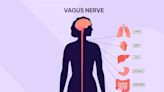 A Complete Guide to Your Vagus Nerve