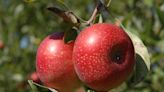 Ask the Expert: Can an apple tree grow in a yard by itself?
