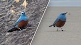 Teacher captures images of 'very rare' bird never before seen in US