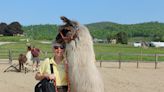 An eye on the mountains: The county has so much to offer, and Llamas are an added bonus