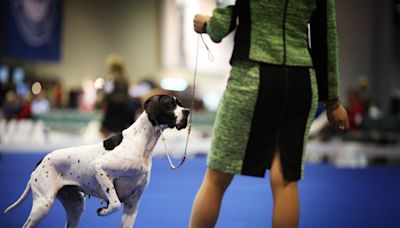 7 Dogs Beat Out 3,000 Canine Competitors to Win at Westminster including 'Best In Show'