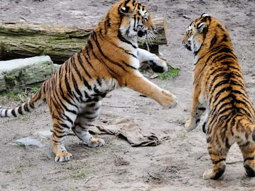 628 tigers died in India in past five years: Govt data