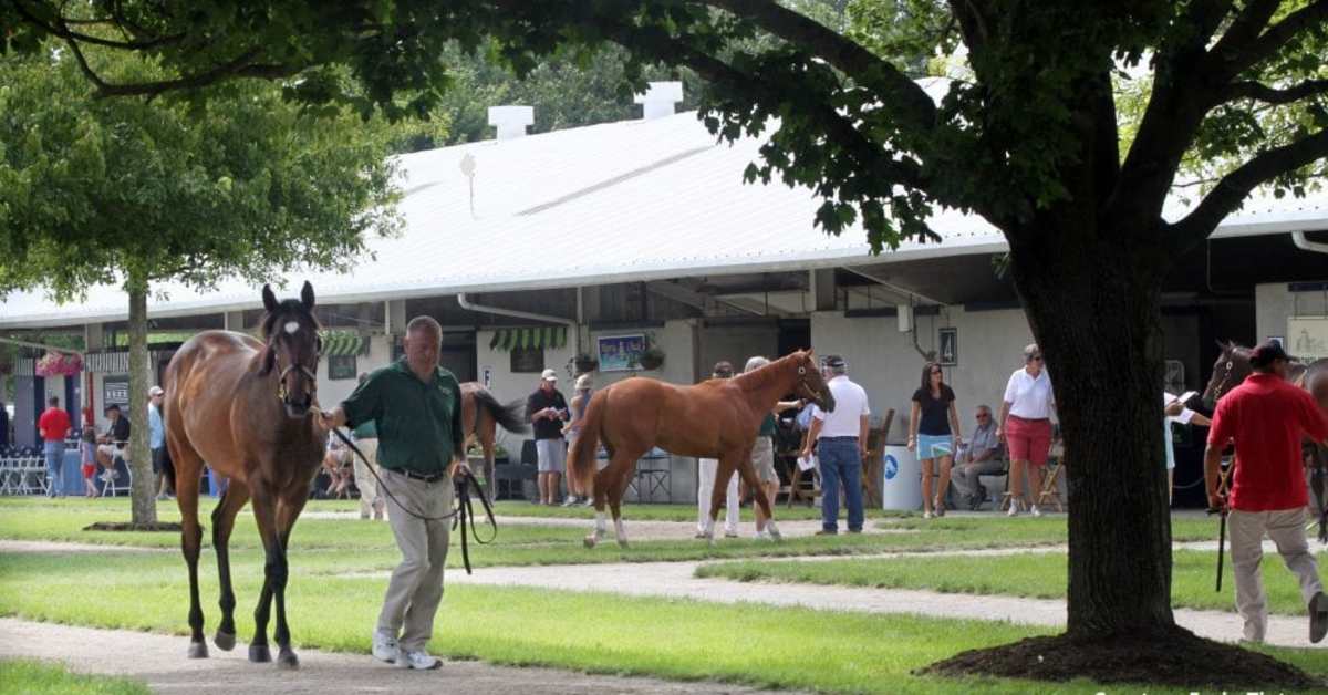 First-Crop Sire Watch Presented By Buckland Sales: 2024 Fasig-Tipton July Sale