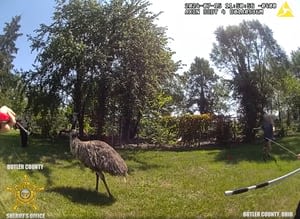 ‘That’s a big bird;’ Body camera footage shows deputies corralling loose Emu in Butler County