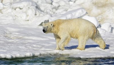 2 polar bears kill worker at remote radar station in Canada in rare attack