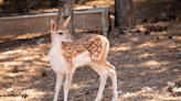 Video of a Happy Fawn Getting Tons of Head Scritches Will Melt Anyone's Heart