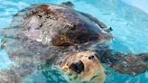 Iolani student’s research on sea turtles wins top prize at global science fair - WSVN 7News | Miami News, Weather, Sports | Fort Lauderdale