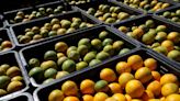 Top Orange Juice Supplier Seen Having Worst Crop in 36 Years