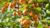 How to Plant and Grow an Apricot Tree