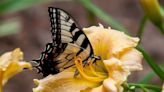 Here’s how to identify the SC state butterfly this spring and attract it to your yard