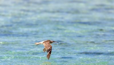 文化藝廊賞鳥趣 吳振戊影像個展 | 蕃新聞