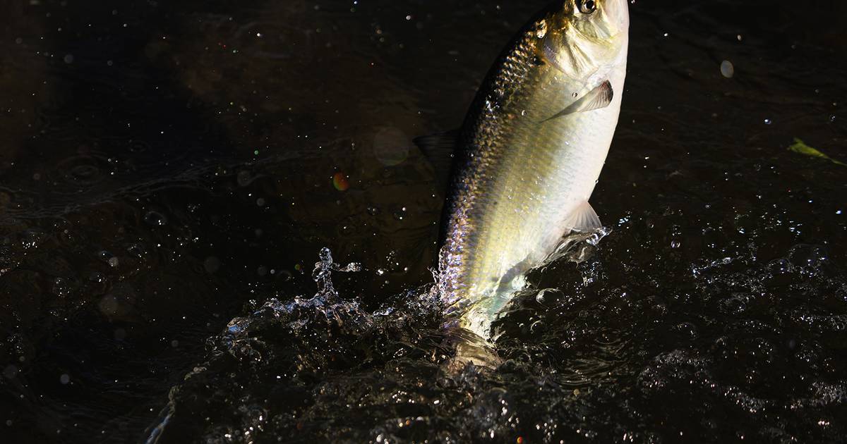 Move over, salmon: There’s a new top fish of the Northwest’s Columbia River
