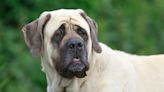 Giant Mastiff Patiently Waiting on Daily Treat From Mail Carrier Is the Best-Mannered Boy