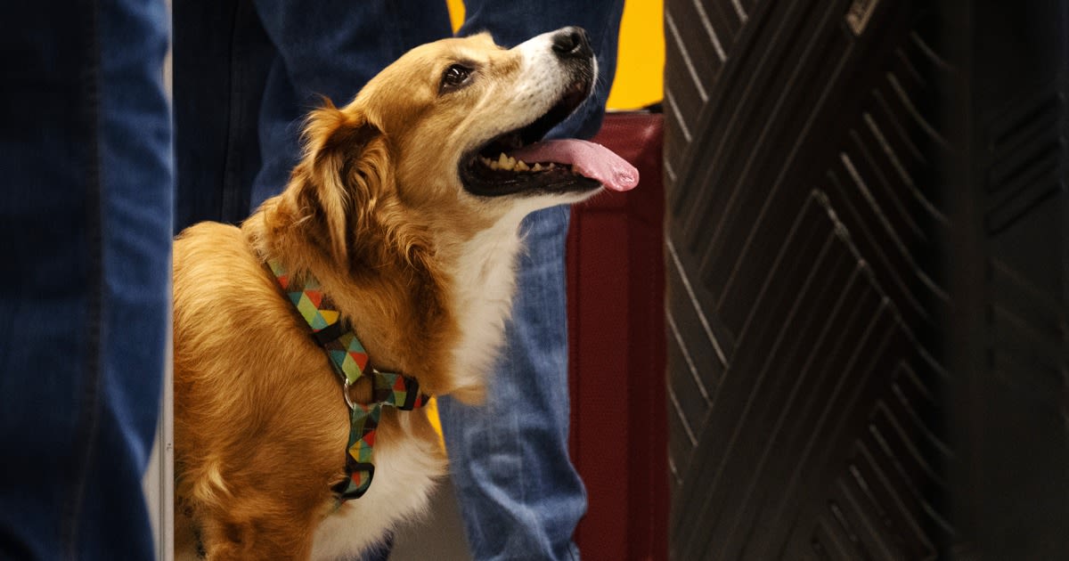 Traveling with dogs to the U.S.? The new CDC rules you'll have to follow