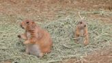 Boston Zoo Prairie Dog Pups Make Their Debut by Emerging from Their Burrows for the First Time