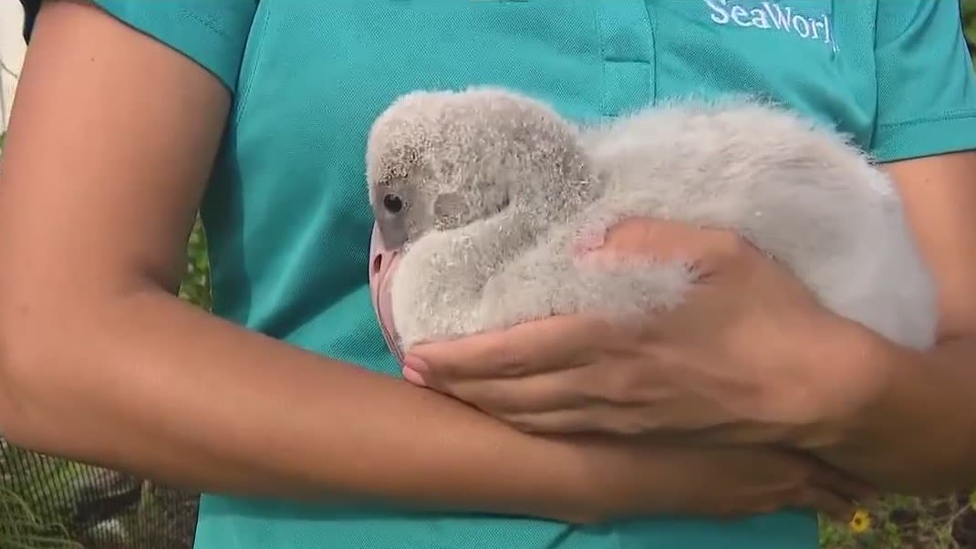 SeaWorld Orlando welcomes new baby flamingo, 'Fiesta'