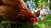 For Fitchburg man, chickens are friends not food