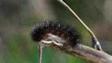 Black caterpillars in Texas: Are they poisonous?