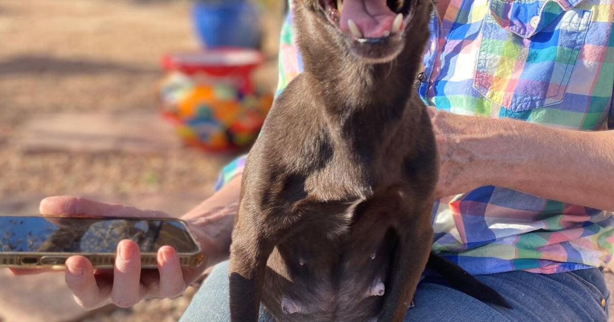 Rescued Chihuahua, her puppies learn to be loved