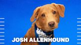 Do it: Vote for Josh Allenhound in the Puppy Bowl