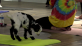 Fitness center hosts ‘goat yoga’ at West Ridge Mall