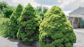 How to Grow and Care for Dwarf Alberta Spruce