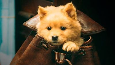 ¿Dónde ver ‘Hachiko 2′?