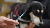 Gato salvaje da positivo por rabia en Condado de Nassau; clínica de vacunaciones programada