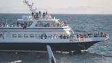 Want to see a whale? These are the top 5 recommended whale watch tours in New England