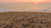 Michoacán anuncia liberación de dos millones de tortugas marinas