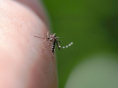 夏天防蚊蟲叮咬 專家傳授購買防蚊和止癢藥品4祕訣