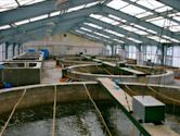 Fish hatchery