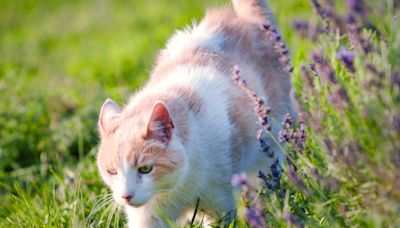 Are Lavender Plants Toxic to Cats and Dogs?