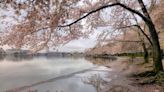 Cherry blossoms have bloomed longer than usual and aren’t done yet