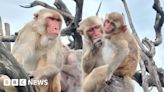 Monkeys got along better after hurricane - study