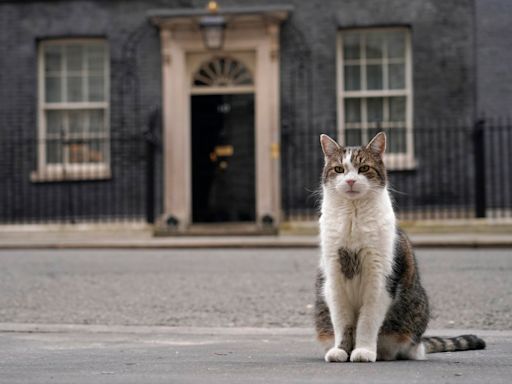 Larry the cat greets reporters in rain after first night with new family