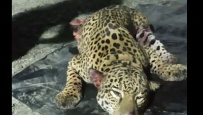 Denuncian atropello de jaguar cerca de campamento de trabajadores - El Diario - Bolivia