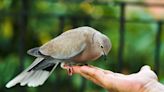 Spiritual Symbolism of Mourning Doves: From Grief to Grace