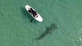 Vídeo: tubarão é visto rodeando homem que estava em prancha