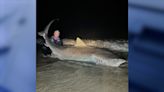 Man reels in massive tiger shark at Florida beach, releases it back into water: 'It was a great experience'