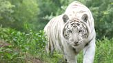 Privately owned lions, tigers could be confiscated if not registered under Big Cat law Carole Baskin touted