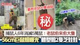 慎入！56cm長超巨鼠驚嚇照曝光 捕鼠人：愈來愈大隻、大膽唔怕人