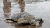 民眾非法飼養綠蠵龜營養不良 收容2個月重回大海懷抱