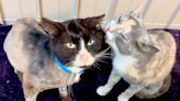 Pickles had a hard life until Cavatappi entered it. Now they're inseparable | SPCA pets