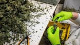 'Overcoming reefer madness': Feds appear poised to ease restrictions on weed. Here's how the change could impact Washington.